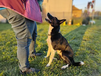 Szkolenie psów - Hau Talk BYTOM/WOJSKA